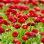 500 Seeds Red Lar Daisy