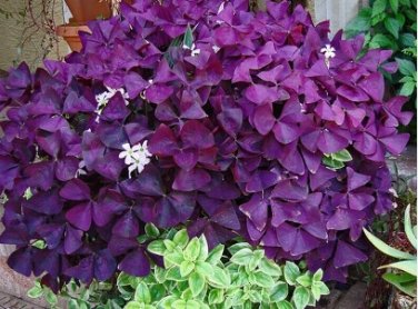 100 Seeds Red Oxalis