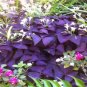 100 Seeds Red Oxalis