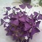 100 Seeds Red Oxalis