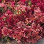 50 Seeds Red Sedum, Dragon's Blood, Red Flowering Ground Cover