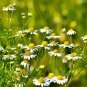 500 Seeds Resilient Chamomile Thriving in Various Soil Types