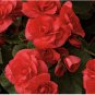 50 Seeds Rieger Begonias Flower Bonsai