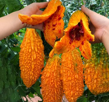5 Seeds Ripe Orange Bitter Melon