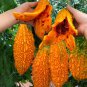 5 Seeds Ripe Orange Bitter Melon
