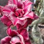 2 Seeds Rose Pink and Yellow Bicolor Desert Rose