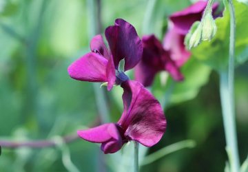 100 Seeds Rose Red Tall Sweet Pea