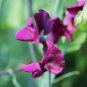 100 Seeds Rose Red Tall Sweet Pea