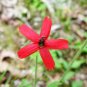 300 Seeds Royal RED Catchfly Hummingbird & Native Flower