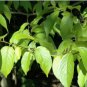 4 Seeds Rubber Tree Semente