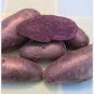 100 Seeds Russian Banana Fingerling Potato Bonsa Organic