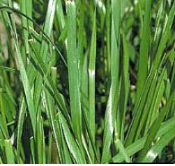 1000 Seeds Ryegrass Grass Semente