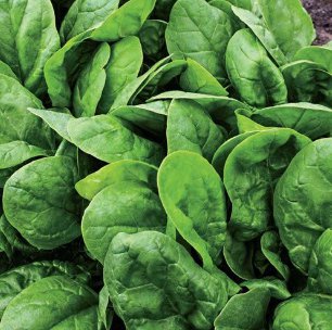 10 Seeds Salad Baby Spinach