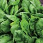 10 Seeds Salad Baby Spinach