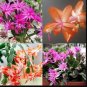 100 Seeds Schlumbergera Flores Christmas Cactus Plant Mixed Flowers