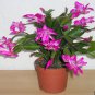 100 Seedse schlumbergera Flores Christmas Cactus Plant plantas