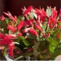 100 Seedsw schlumbergera Flores Christmas Cactus Plant plantas
