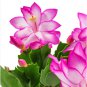 100 Seeds Schlumbergera Flores Christmas Cactus Plant Water Pink Flowers