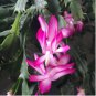 100 Seeds Schlumbergera Flores Christmas Cactus Plant Water Pink Flowers
