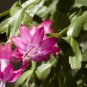 100 Seeds Schlumbergera Flores Christmas Cactus Plant Water Pink Flowers