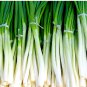 5 Seeds Seasonal Scallion