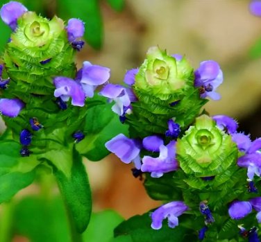50 Seeds Self Heal