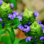 50 Seeds Self Heal