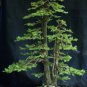 100 Seeds Seloia Coast Redwood Bonsai Sequoia Sempervirens Bonsai Potted Tree
