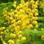 50 Seeds Semen cassiae