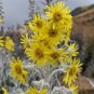 5 Seeds Senecio niveoaureus Seeds Garden Ornamental Plants