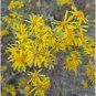 5 Seeds Senecio niveoaureus Seeds Garden Ornamental Plants