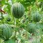 50 Seeds Series Bonsai Watermelon