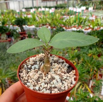 2 Seeds Sesamothamnus rivae Fresh Bonsai Ornamental Plants