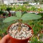 2 Seeds Sesamothamnus rivae Fresh Bonsai Ornamental Plants