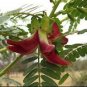 5 Seeds Sesbania grandiflora Vegetable Hummingbird