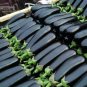 400 Seeds Shiny Black Beauty Thick and Tender Long Eggplant