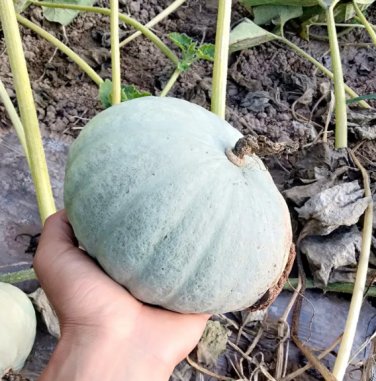 20 Seeds Silver Chestnut Pumpkin Hybrid