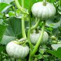 20 Seeds Silver Chestnut Pumpkin Hybrid