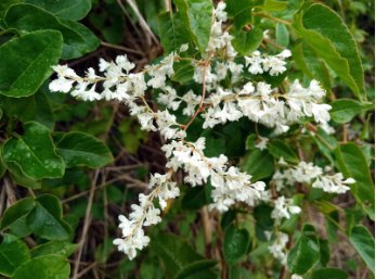 10 Seeds Silver LACE Vine Polygonum Aubertii