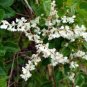 10 Seeds Silver LACE Vine Polygonum Aubertii
