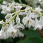 10 Seeds Silver LACE Vine Polygonum Aubertii