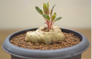 10 Seeds Sinningia Iarae