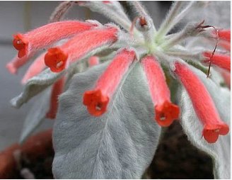 20 Seeds Sinningia leucotricha