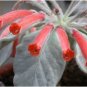 20 Seeds Sinningia leucotricha