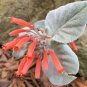 20 Seeds Sinningia leucotricha