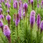 100 Seeds Snake Root Bonsai (Liatris Spicata) Flower Bonsai