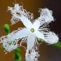 10 Seeds Snake Gourd (Trichosanthes cucumerina)
