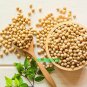 100 Seeds Soybean