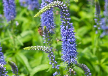 200 Seeds Spike Speedwell Veronica Spicata Plant