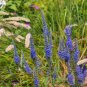 200 Seeds Spike Speedwell Veronica Spicata Plant